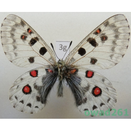 Parnassius epaphus subsp. beiki Bryk & Eisner, 1932 China3g